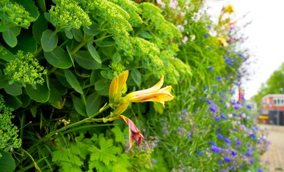 De voordelen van een verticale tuin | SAVE WALL: de groenste gevel