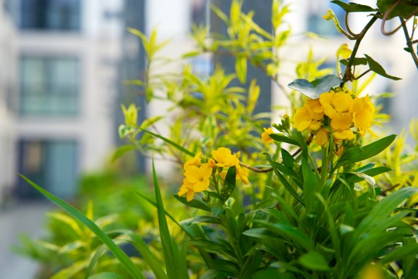 Geschikte planten voor een groene gevel, verticale tuin en living wall