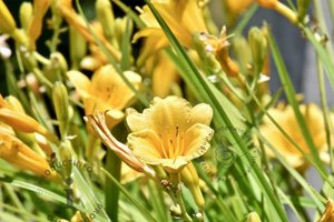 Top 5 planten van planten die geschikt zijn voor een verticale tuin en groene gevel: Daglelie | Save Lodge - groene gevels